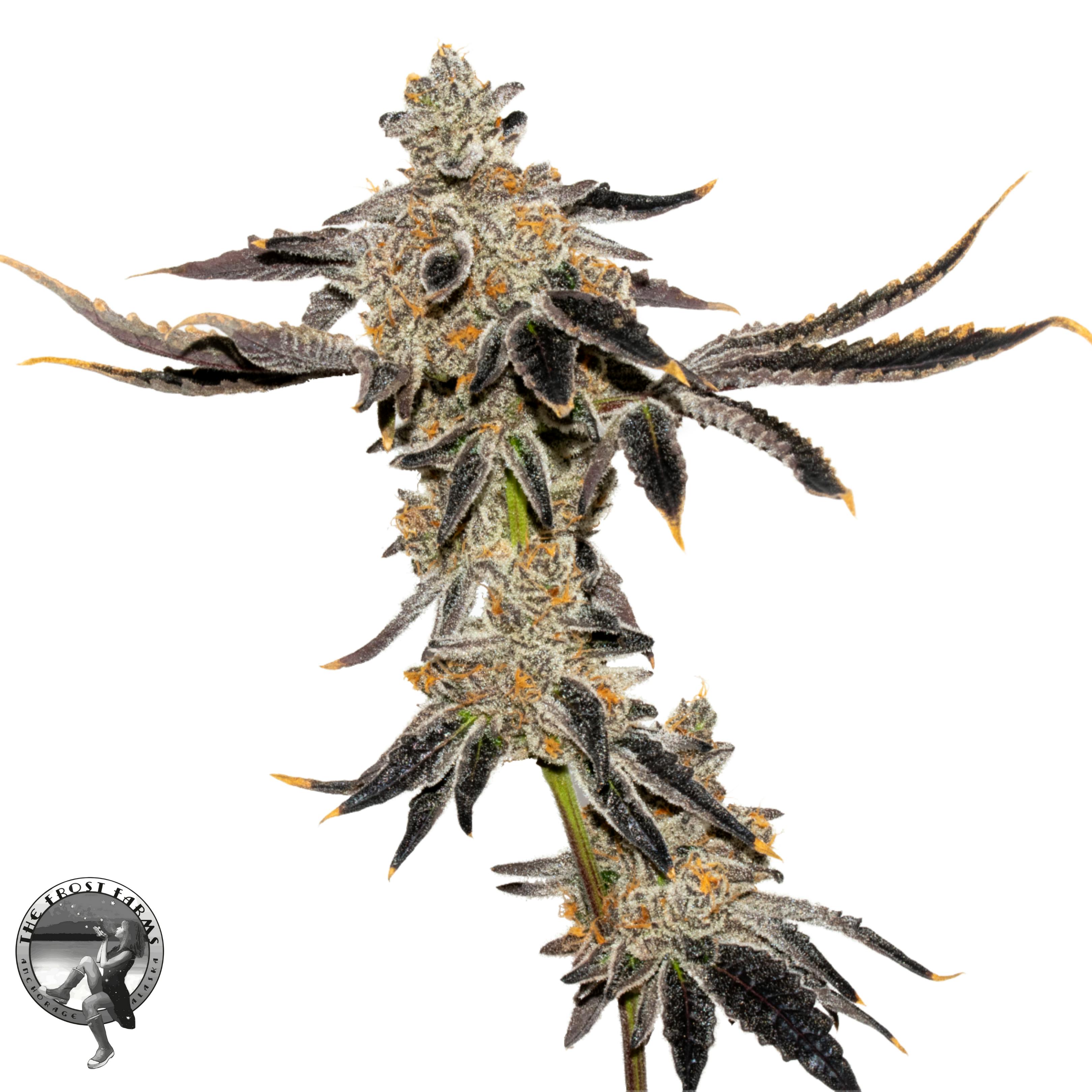 The Frost Frontier - Chocolate Frosted Sherbet - 1