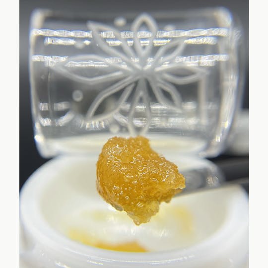 Sooner Glue - Tangie - 1