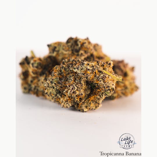 Lake Life Farms - Tropicana Banana - 1