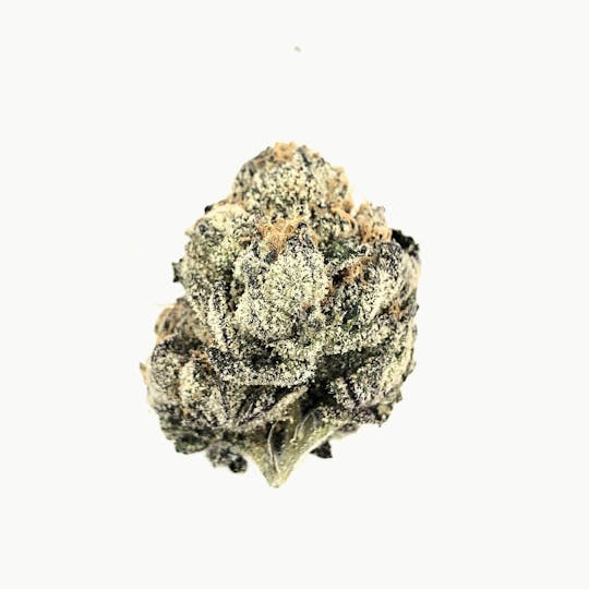 Indico - Gushers - 1