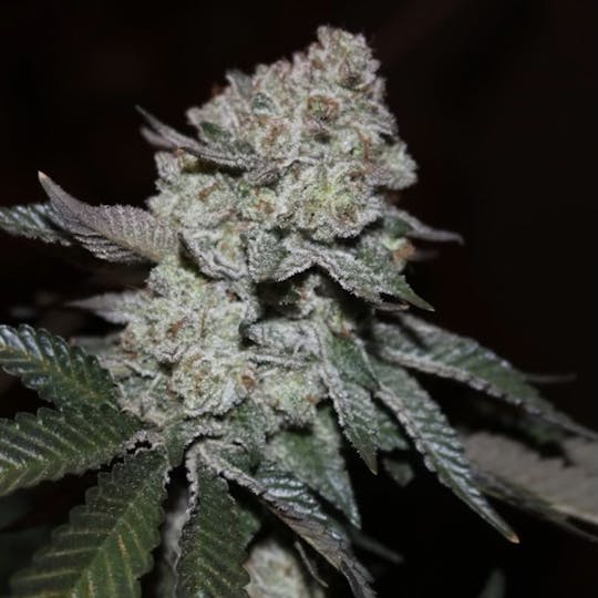 The Frost Factory - Gelato 41 - 1