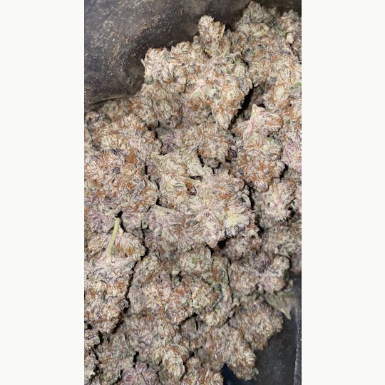 The Frost Factory - Jungle Cookies - 1
