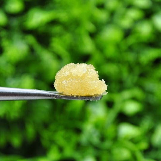 Envy - Royal Jelly - Sugar Wax - 1g - 1