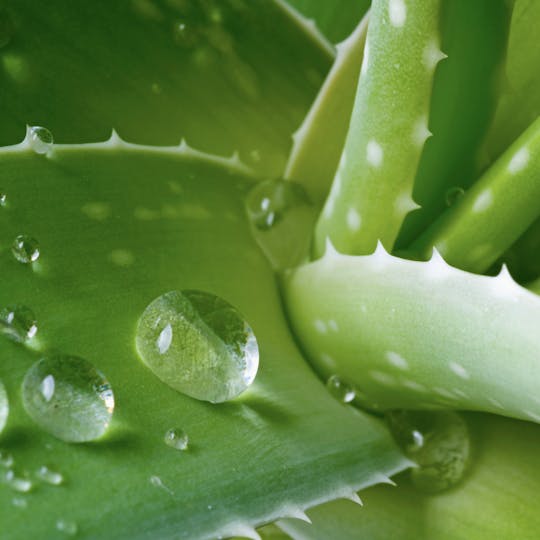 PONO LIFE MAUI - Aloe Vera Gel (Flower Infused) - 1