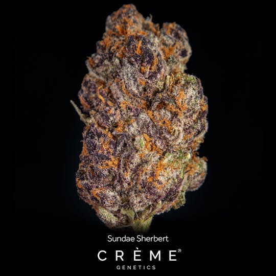 Crème Genetics - Sundae Sherbert (25% THC Indica) - 1
