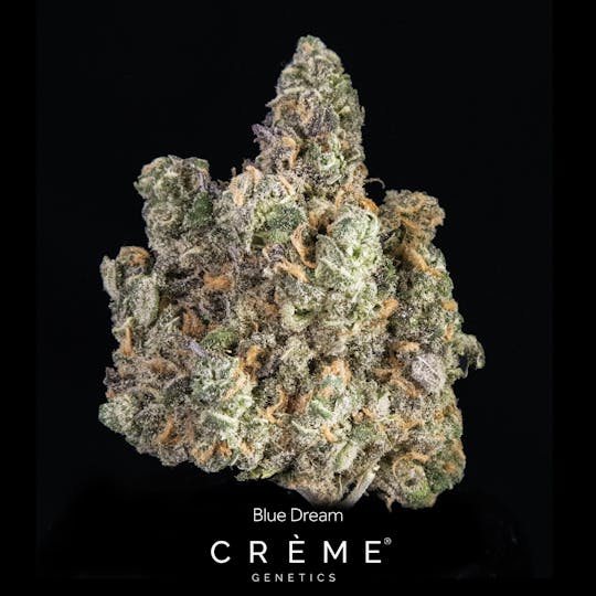 Crème Genetics - Blue Dream (24% THC Sativa) - 1