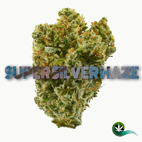 Shannon's Best Buds - Super Silver Haze - 1