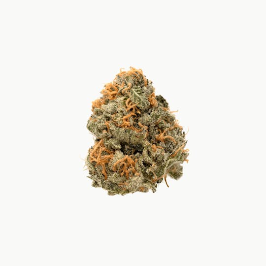 Highbrow - Tripoli Wicked x Clementine - 1