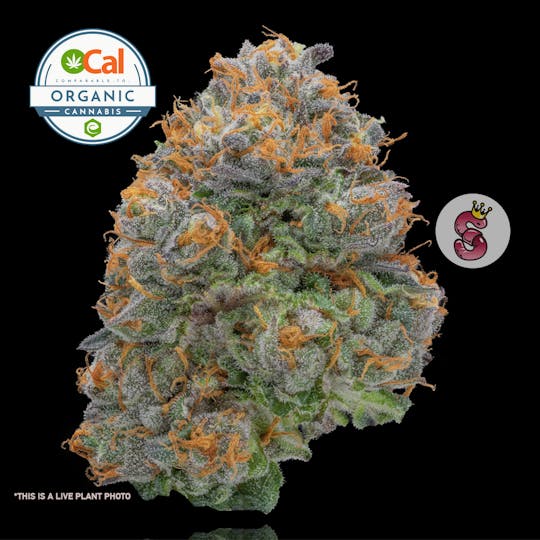 No Till Kings - Gelato 41 - 1