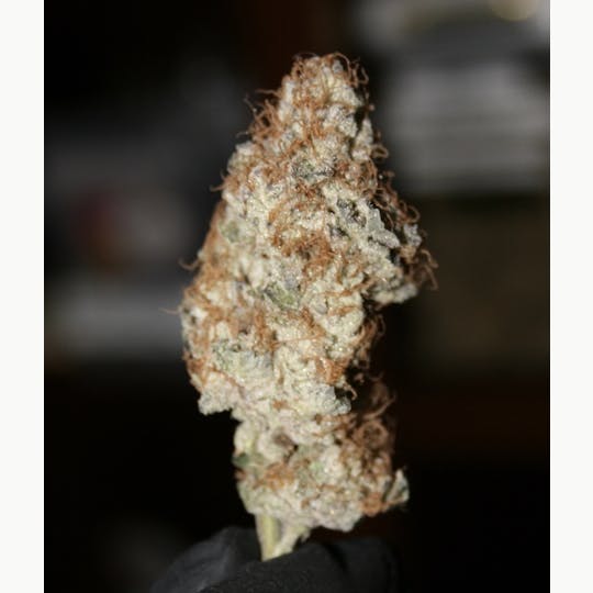 The Frost Factory - Watermelon Gelato - 1