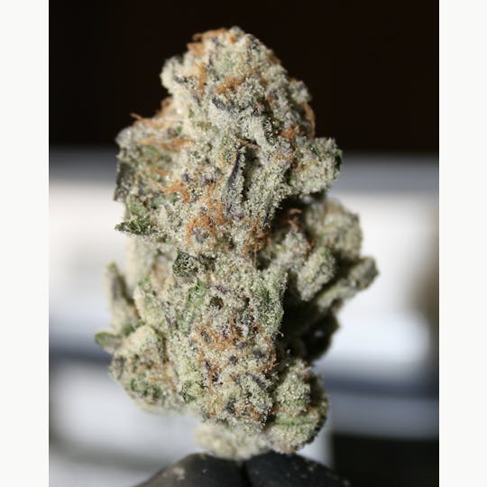 The Frost Factory - Lava Cake - 1
