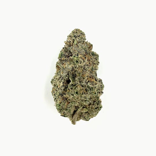 Indico - Jungle Sunset - 1