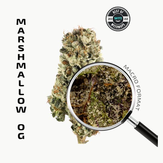 APE Premium Cannabis Corp - MARSHMALLOW OG (Indica) — 3.54g Premium Flower - 1