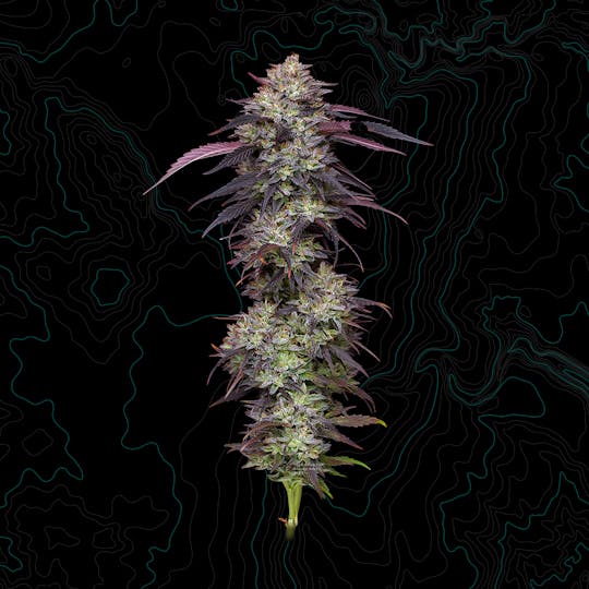 Benson Arbor - Road Dawg - 1