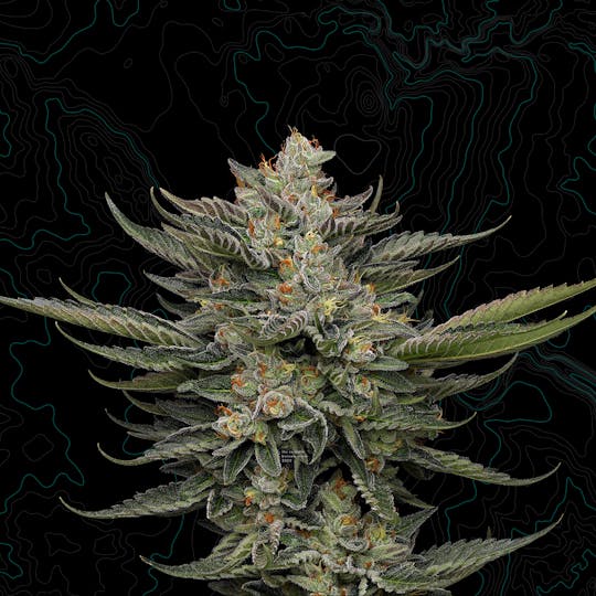 Benson Arbor - The Sowahh! - 1