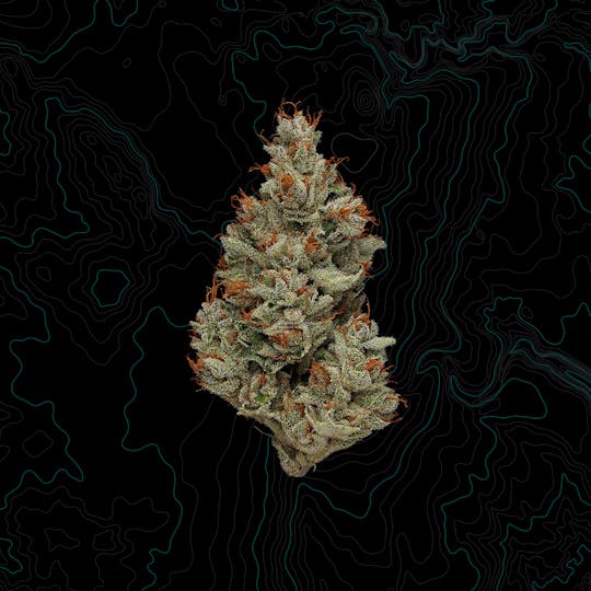 Benson Arbor - Where's My Bike? - 1