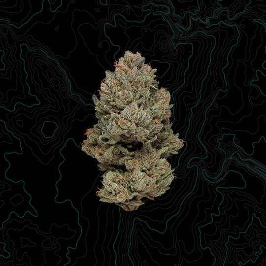 Benson Arbor - Animism 6 - 1