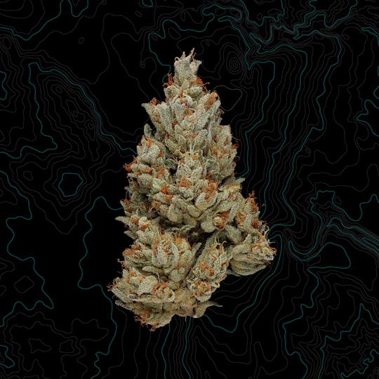 Benson Arbor - Anirado - 1