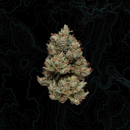 Benson Arbor - Sour Rado - 1