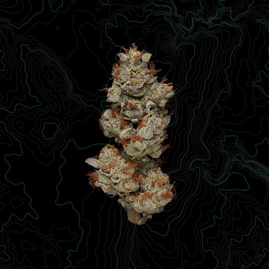 Benson Arbor - Wedding Crasher - 1