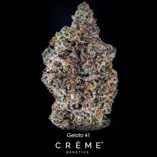 Crème Genetics - Gelato 41 (26% THC) - 1
