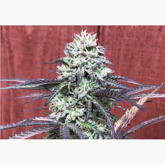 Trusty Transportations - Hot Berry (Sunrise Mountain) 8th/3.5 Grams (26% THC, Hybrid) - 1