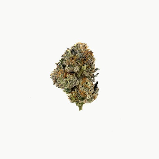 Indico - Bitties 62 - 1