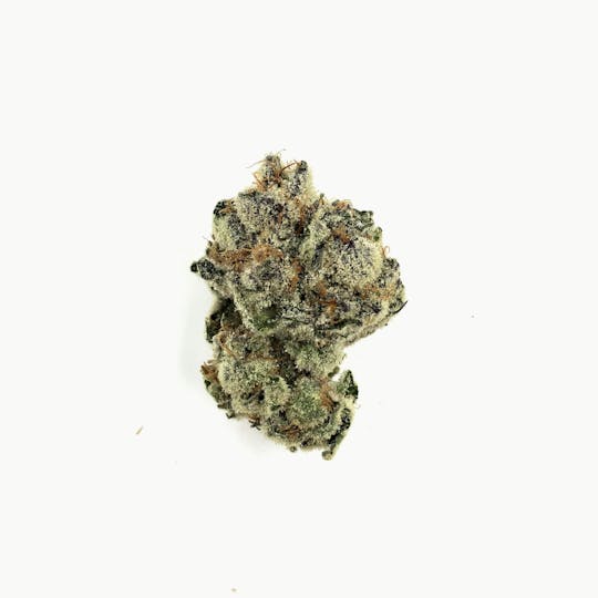 Indico - Bahama Berry - 1