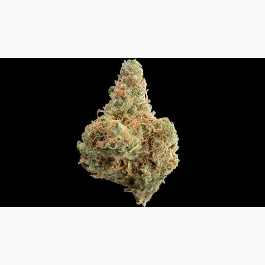 Kind Love - Golden Goat - 1