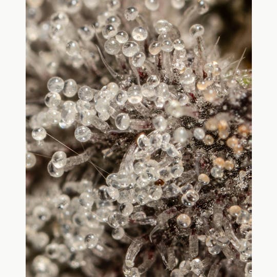 Ripple Wellness - Concentrate - Tier 2 - F/S Live Rosin - GMO - 1