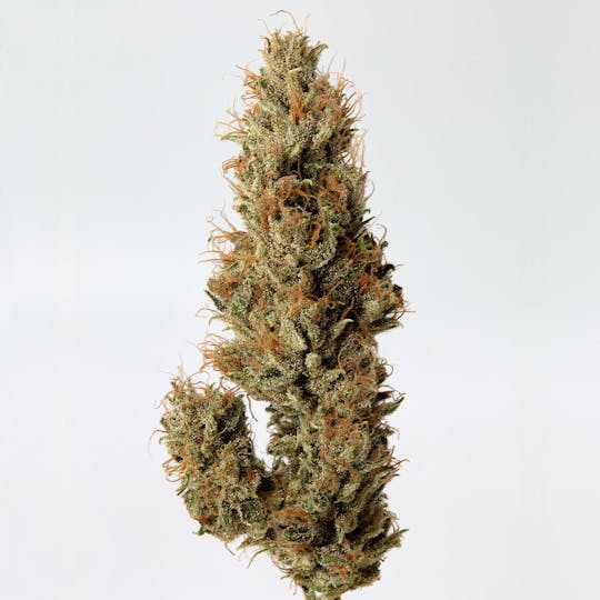 Cannassentials - Birds of Paradise - 1