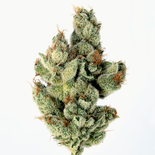 Cannassentials - Polynesian T(hin) Mints - 1