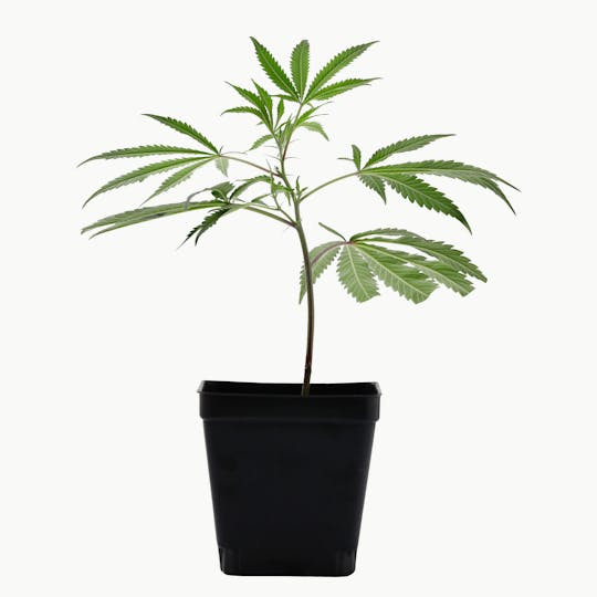 Enlighten - Gushers Clone - 1
