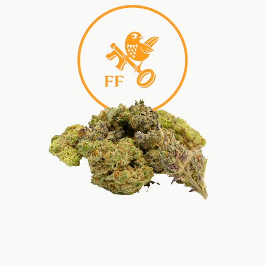 Franklin Fields - MACV2 Popcorn - 1