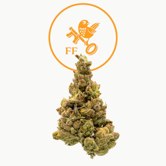 Franklin Fields - Notorious THC - 1