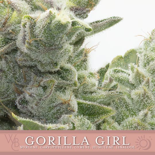 Washington Bud Company - Gorilla Girl - 1