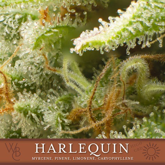 Washington Bud Company - Harlequin - 1