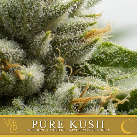 Washington Bud Company - Pure Kush - 1