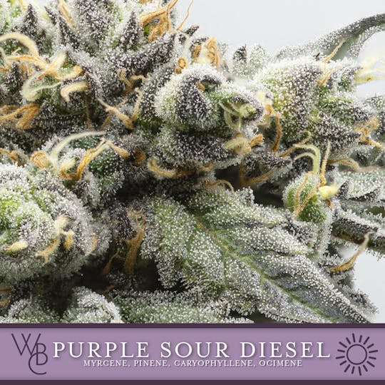 Washington Bud Company - Purple Sour Diesel - 1
