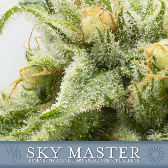 Washington Bud Company - Sky Master - 1