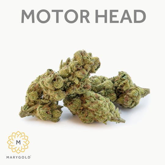 Marygold - Motorhead (30% THC Hybrid) - 1