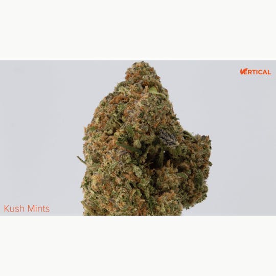 Vertical Cannabis - Kush Mints - 1
