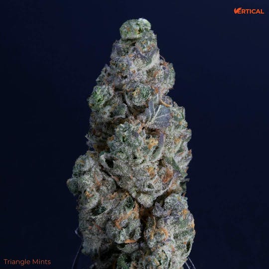 Vertical Cannabis - Triangle Mints - 1