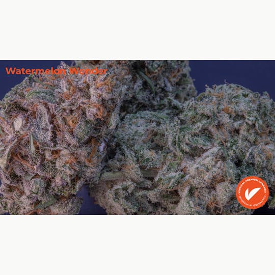 Vertical Cannabis - Watermelon Wonder - 1