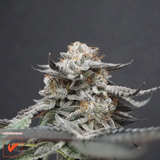 Vertical Cannabis - Strawberry Gary Payton - 1
