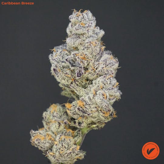 Vertical Cannabis - Caribbean Breeze - 1