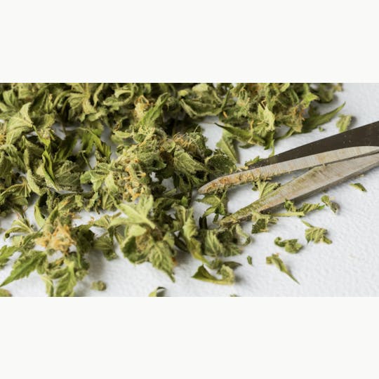 PONO LIFE MAUI - Sundance Kid - 7g Trim - 1