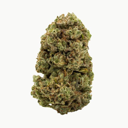 Nura - Grizzly Glue - 1