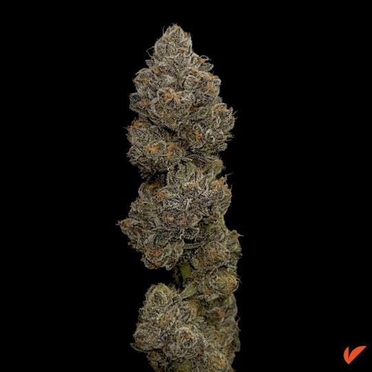 Vertical Cannabis - Potato Runtz - 1