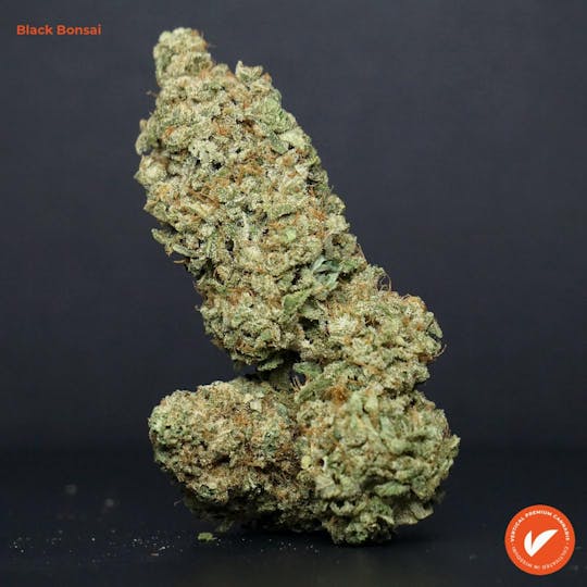Vertical Cannabis - Black Bonsai - 1